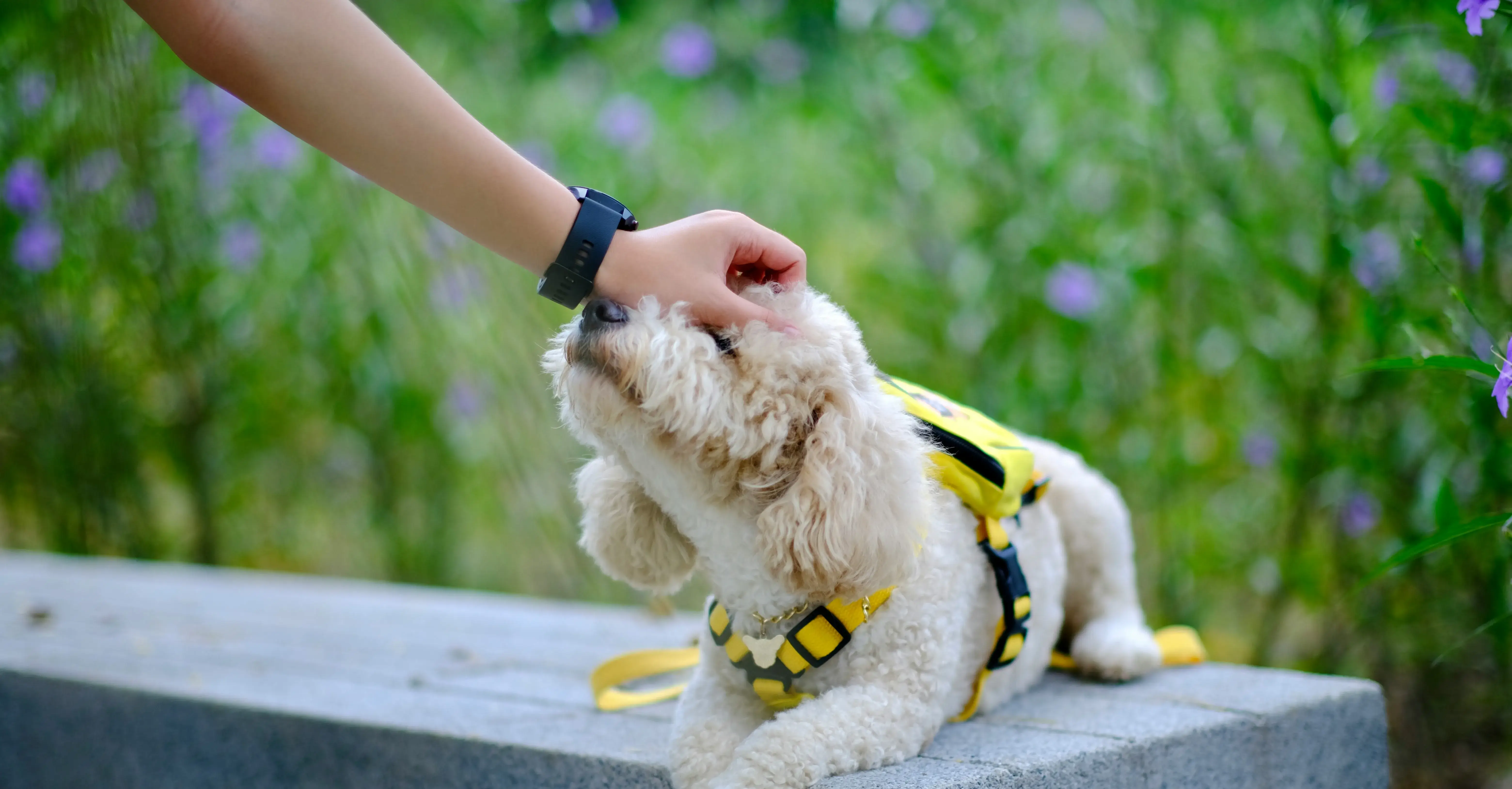 Someone reaching out and petting a dog as it sits on a bench.