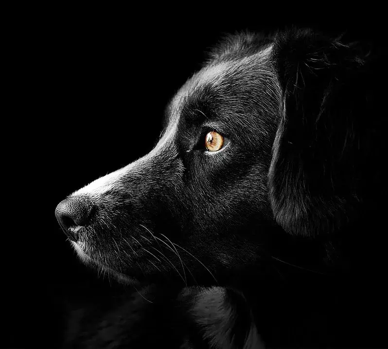 black dog with brown eyes looking to the left