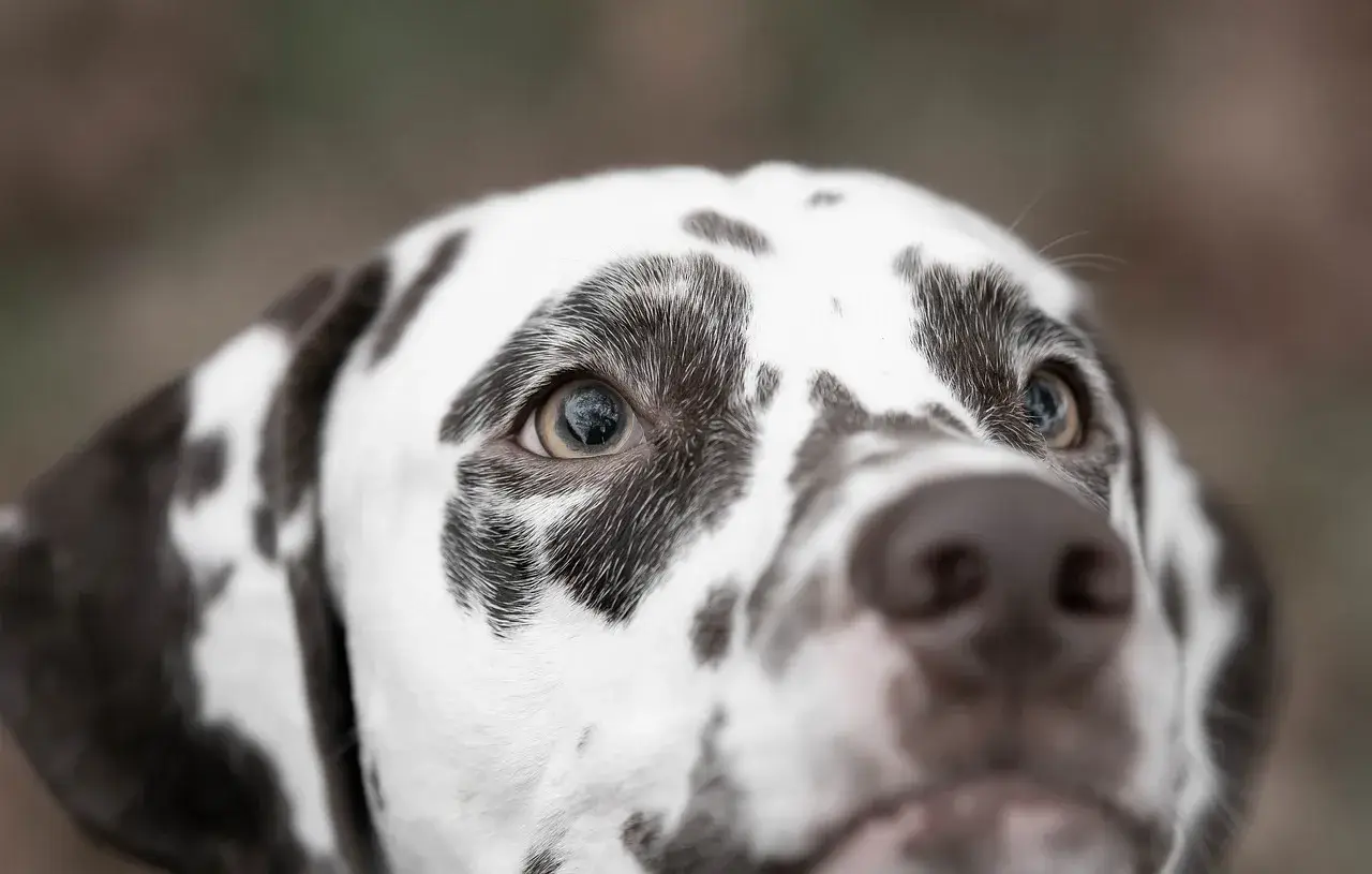 Dalmation, spotted dog, face, Apex Veterinary Ophthalmology Specialists