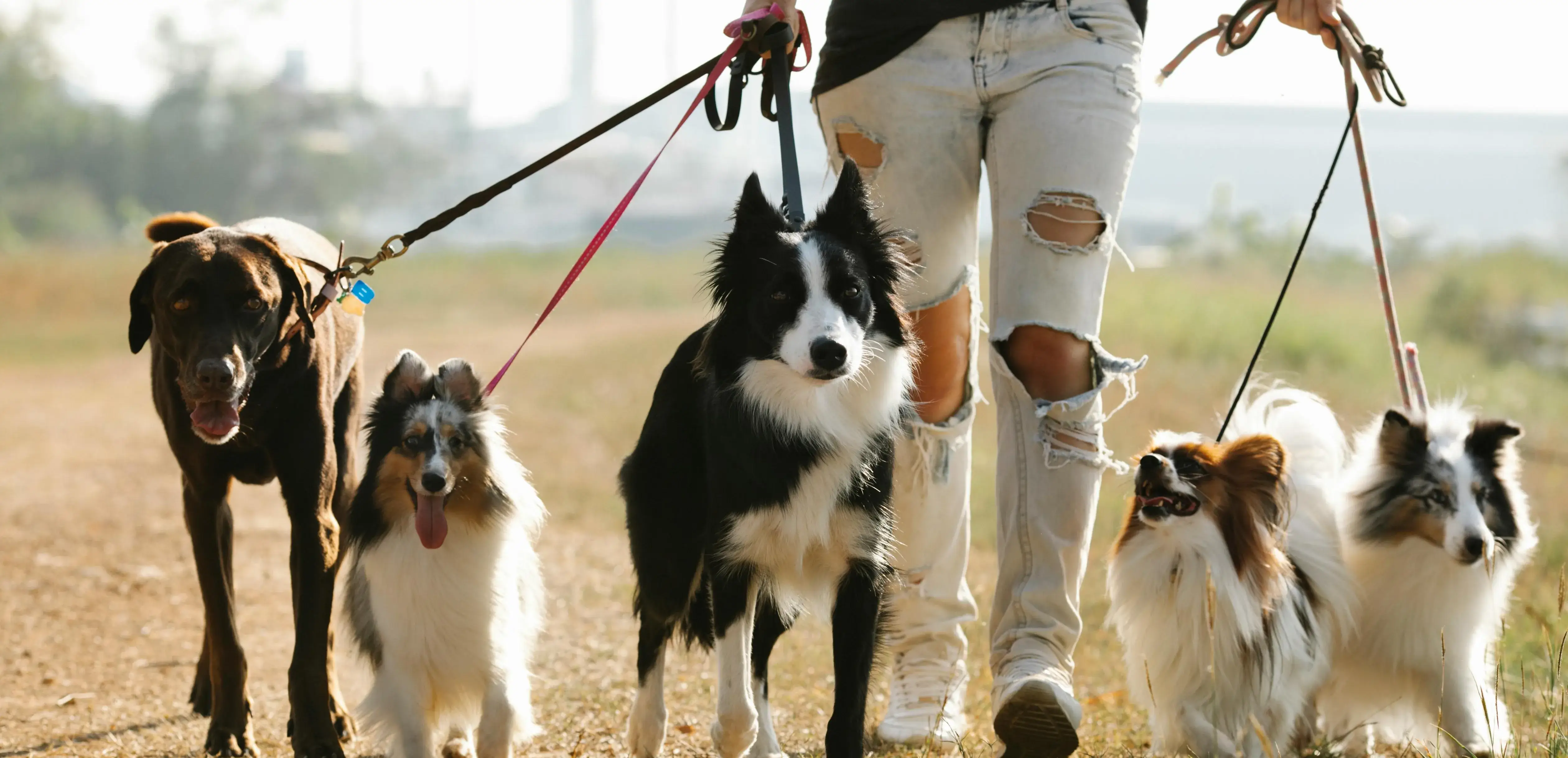 Several dogs going for a walk