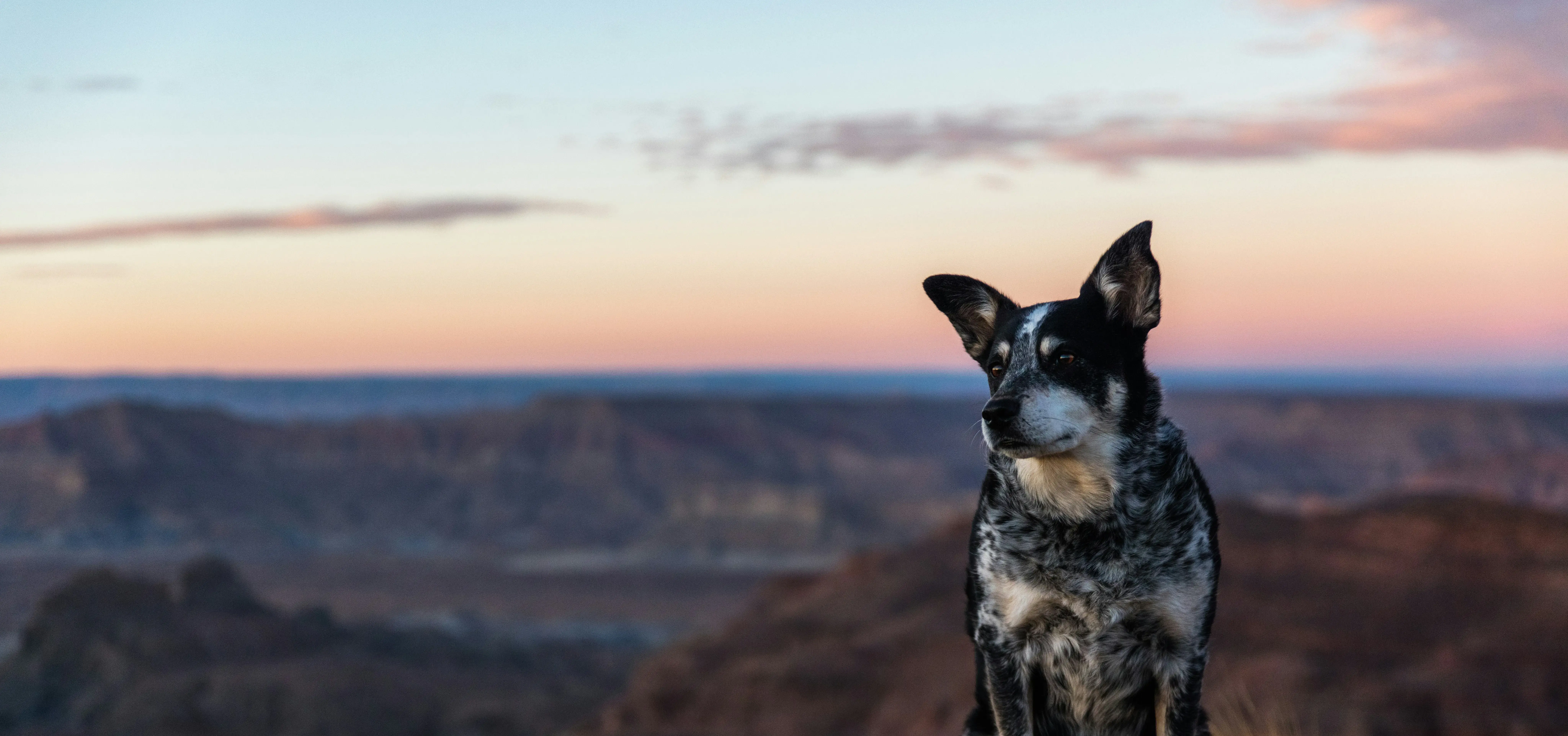 Dog sitting in a scenic canyon landscape