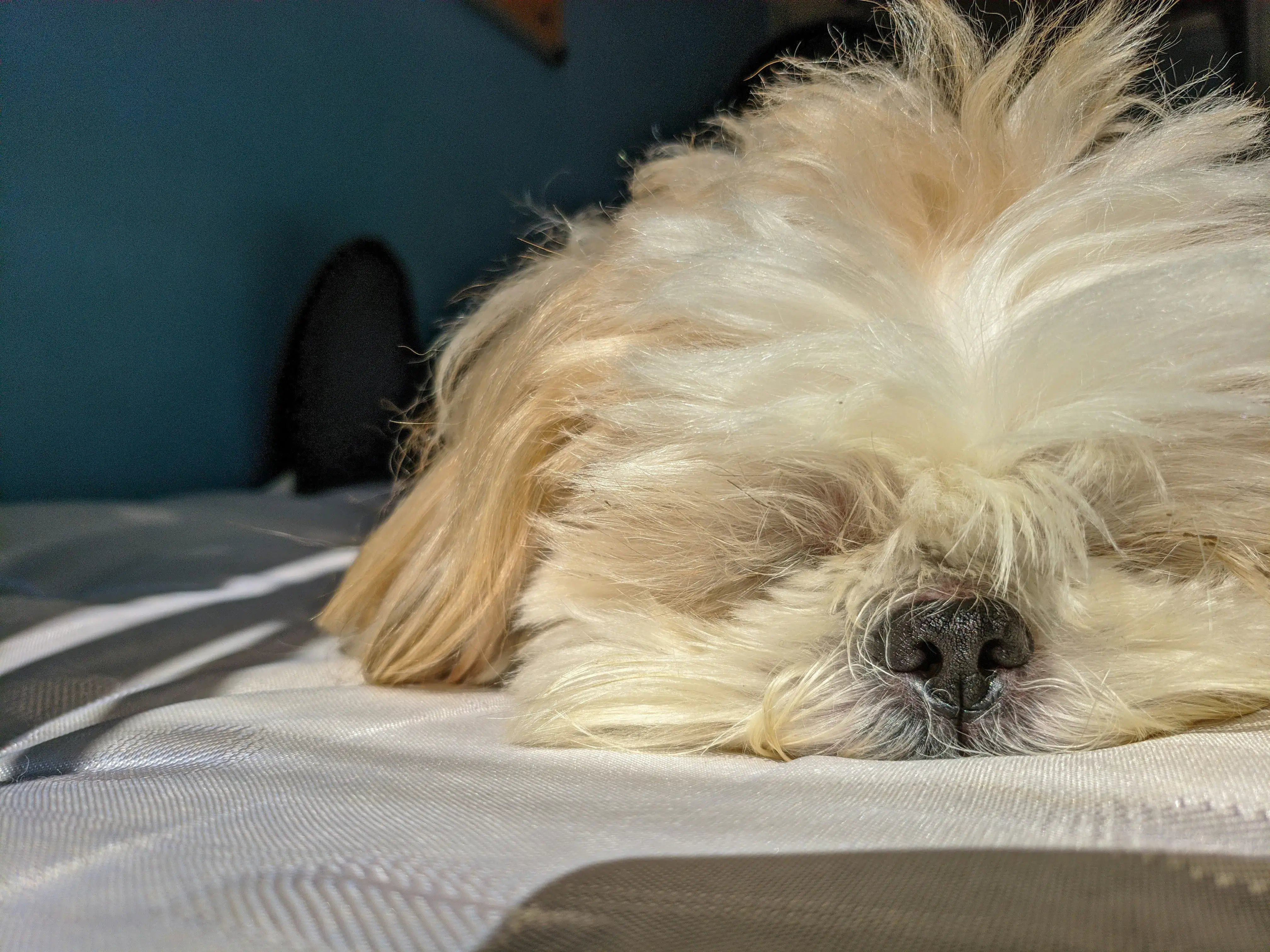 Shih Tzu sleeping, may be painful, eyes closed
