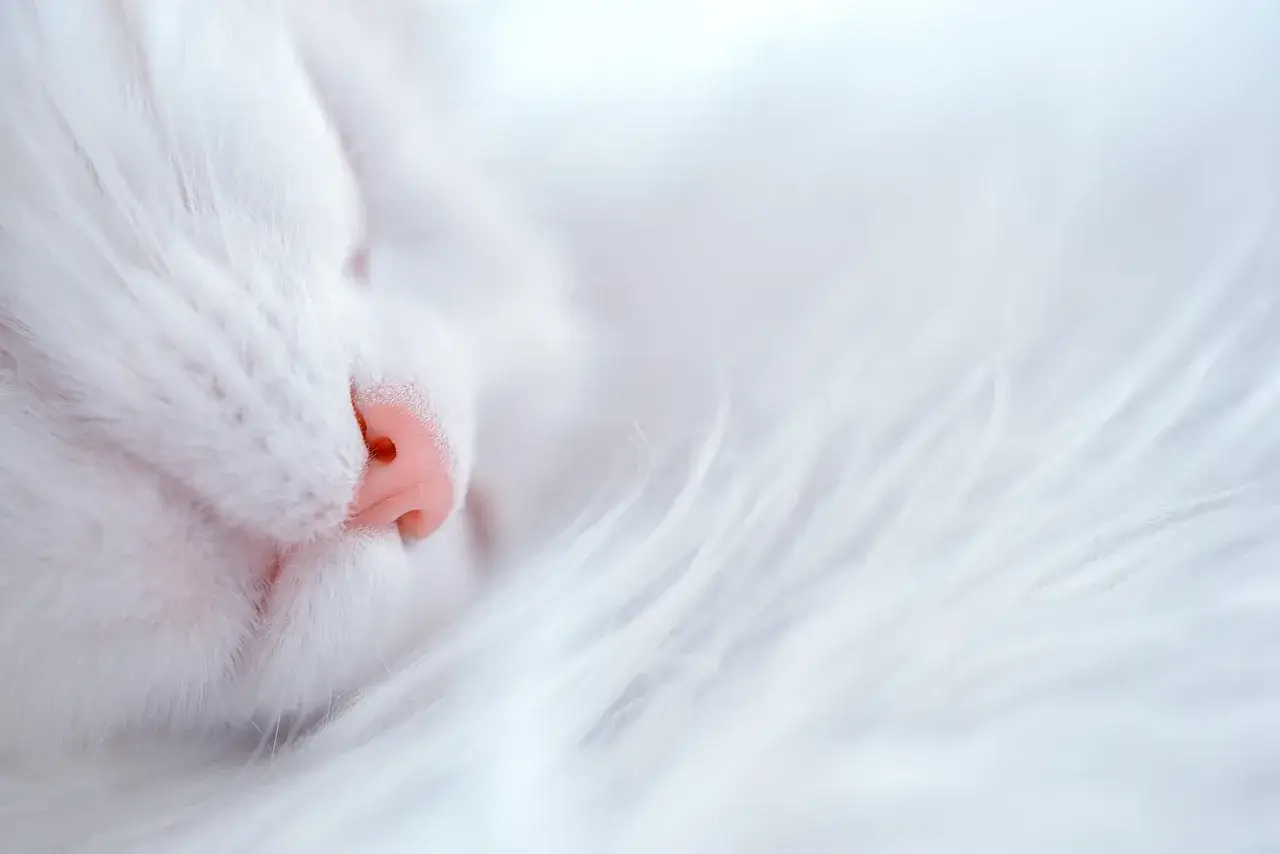 Cat sleeping with eyes closed, may be painful, Apex